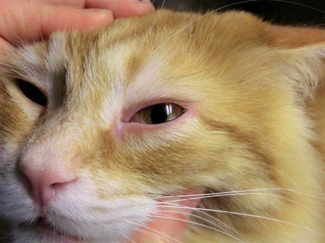 Что значит если у котенка покраснение в области глаза у котенка?