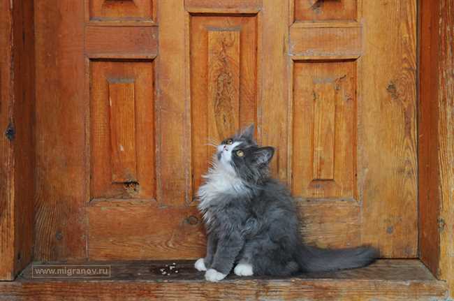 Что значит когда кот мяучит около входной двери?