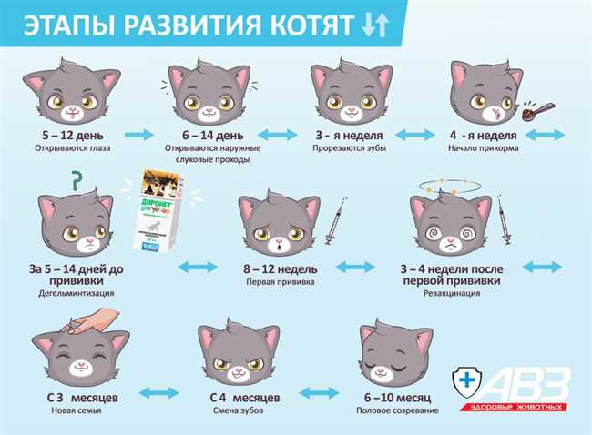 До какого возраста котята бесятся?