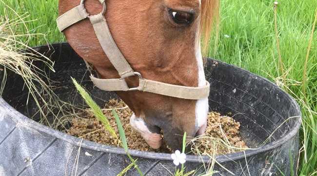 Раздел 3: Дыневые корки как часть питания лошадей