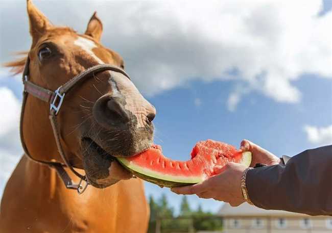 Едят ли лошади дыневые корки?