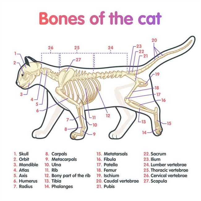 Строение костей холки у кошек
