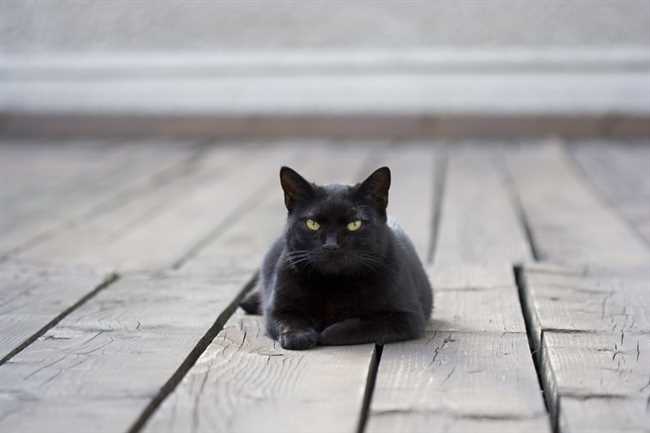 К чему приходит кошка в дом чужая черная?
