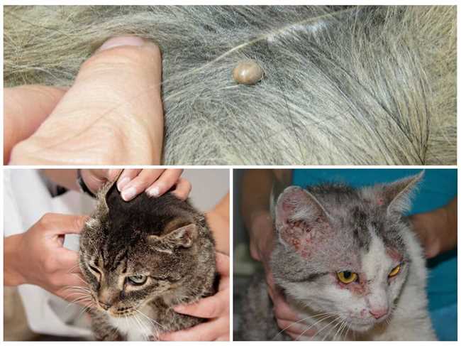 Рекомендации ветеринаров по частоте обработки от блох у кошек