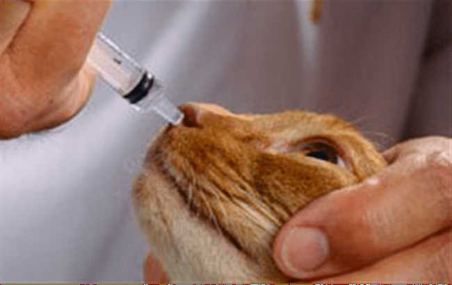 Часто задаваемые вопросы о чистке носа у котов