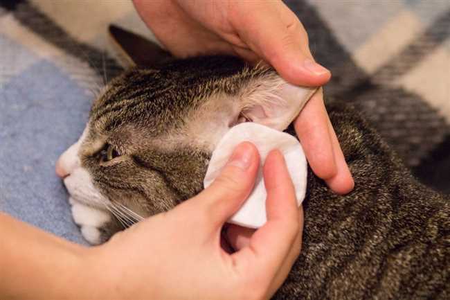 Как чистить нос коту?