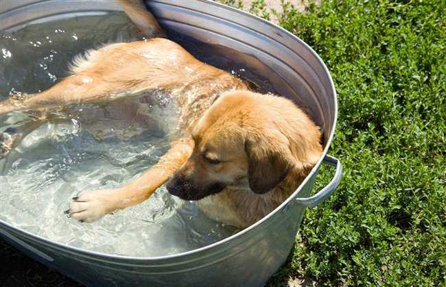 Как искупать собаку в жару на улице?