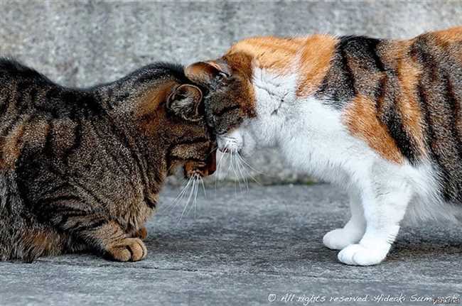 Как кошки между собой разговаривают?