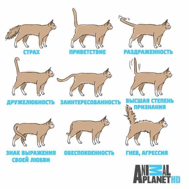 Как кошки определяют хозяина?