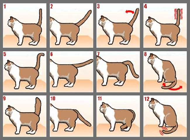 Причины различной реакции кошек на чужих котят