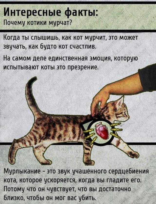 Павловская реакция: как кошки понимают, что идет хозяин?