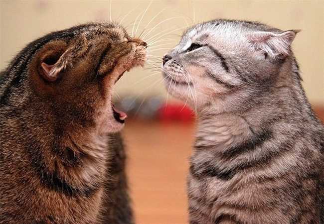 Как кошки реагируют когда из целуешь?