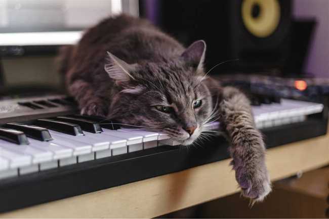 Как музыка влияет на кошек?