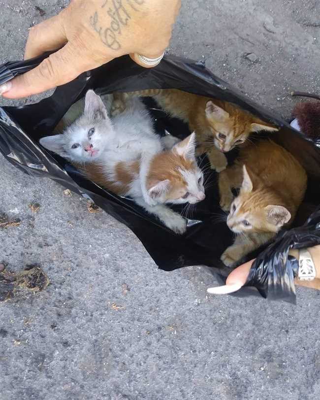 Как найти котят которых спрятала кошка?