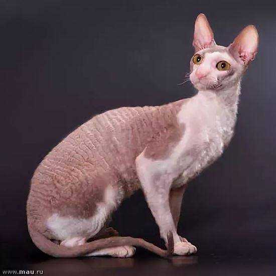 Кошка сфинкс с шерстью: особенности породы