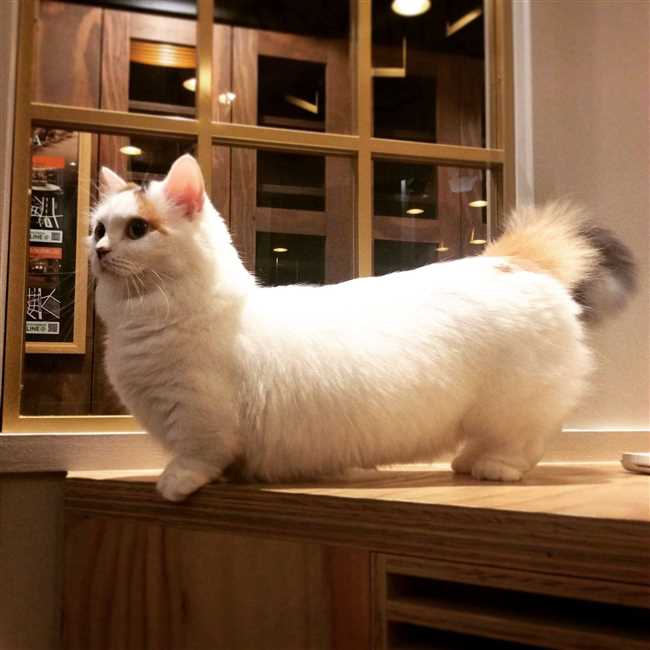 Как называется порода кошек с короткими лапами и пушистым хвостом?