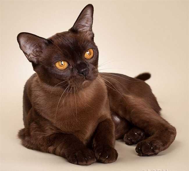 Как называется порода кошек шоколадного цвета?