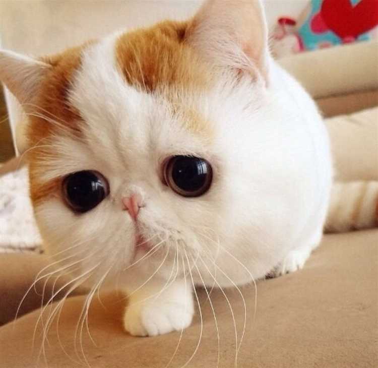 Как называется порода очень милых кошек?