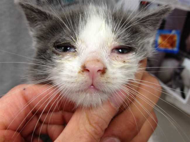 Основные методы лечения кошачьего заболевания с косящимися глазами