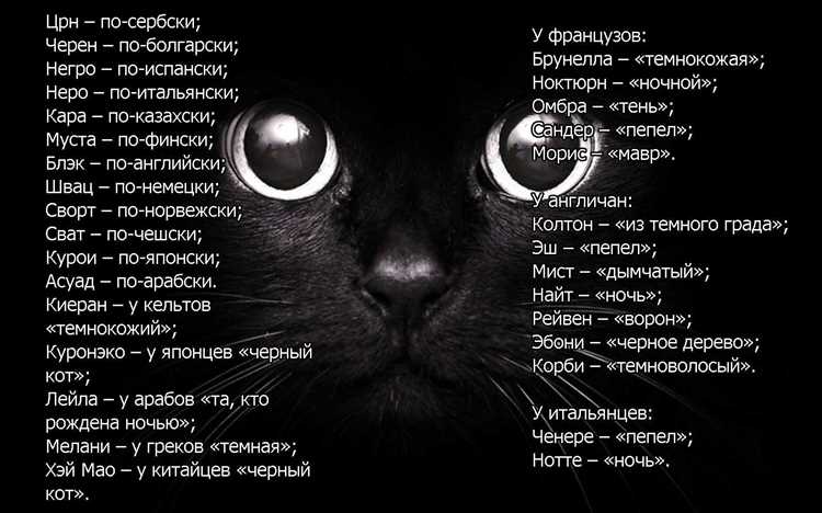 История черных кошек
