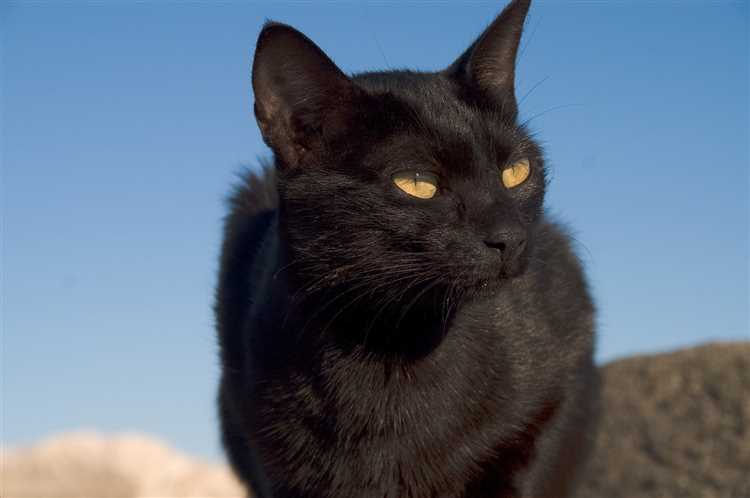 Как называют черных кошек?