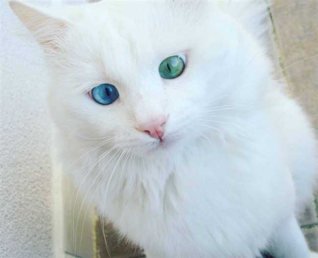 Как назвать белую кошечку с голубыми глазами?