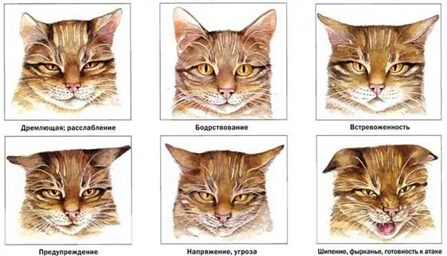 Правила измерения температуры кошки по носу