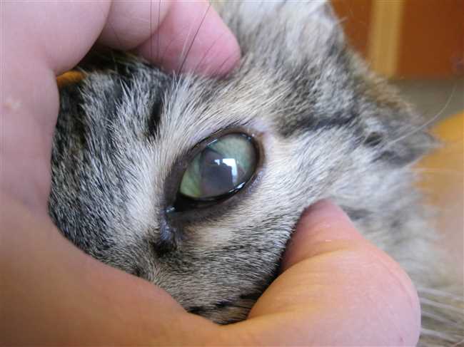 Как определить инфекцию глаз у кота?