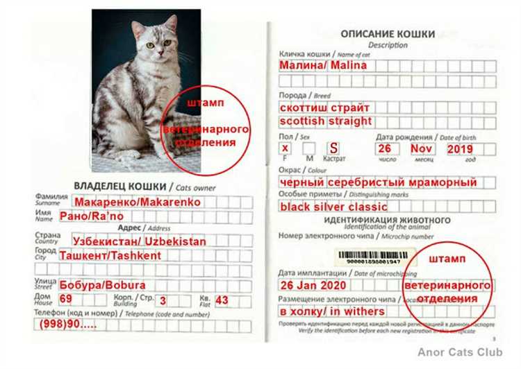 Как писать окрас в паспорте окрас кошки?
