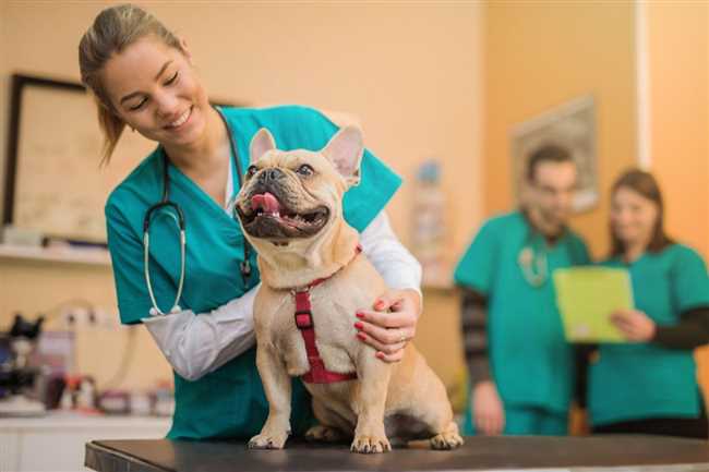 Как подготовить питомца к посещению ветеринарной клиники?