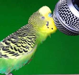 Какие признаки указывают на готовность попугая к говорению?