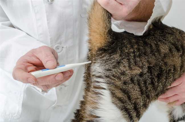 Изменения аппетита у котов: как понять, есть ли проблемы со здоровьем?