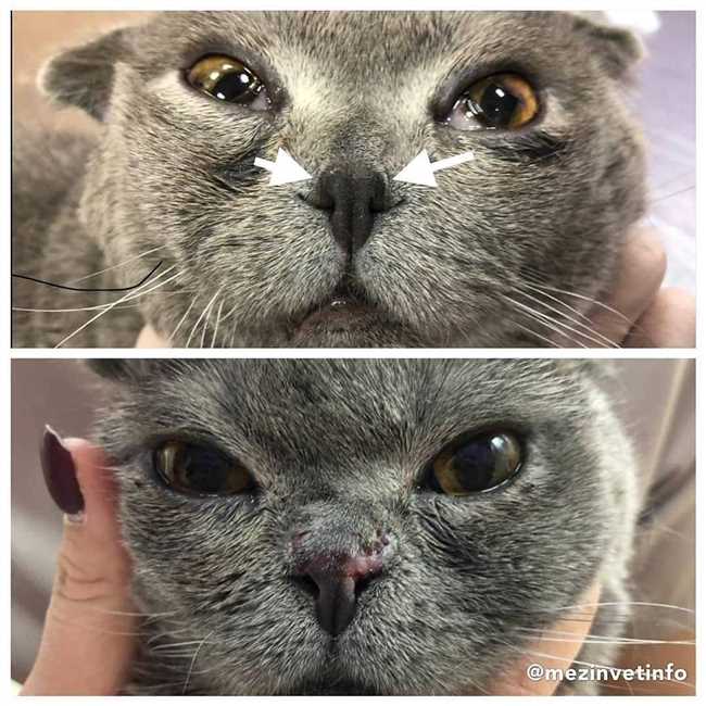 Как понять по носу состояние кошки?