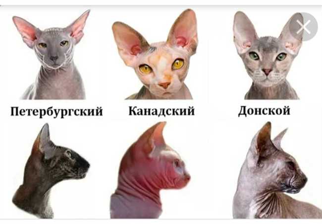 Порода сфинкс котов