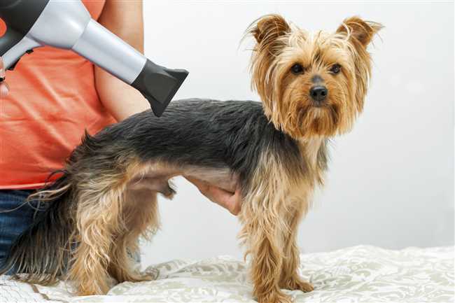 Как правильно стричь собаку машинкой по шерсти или?