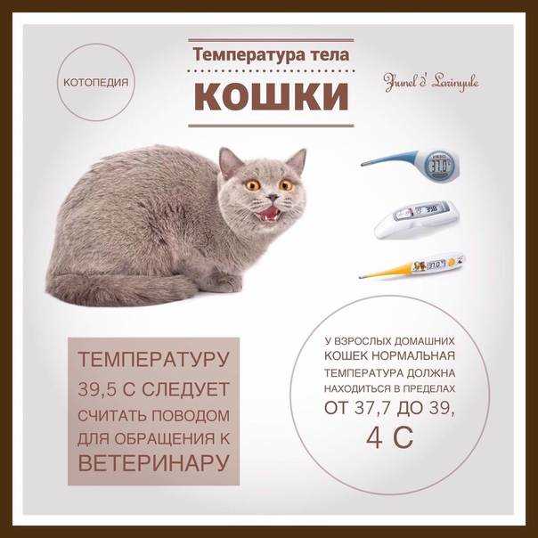 Как сбить температура у кошек?