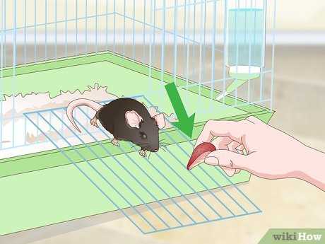 Как сделать приятно крысам?