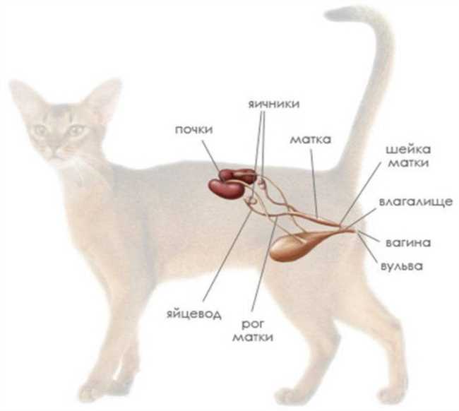 Биологические особенности течки у кошек