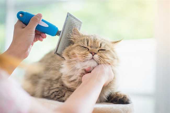 Почему важно вычесывать кота регулярно?