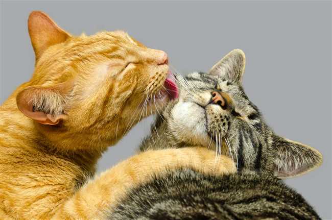 Реакции кошек на поцелуи