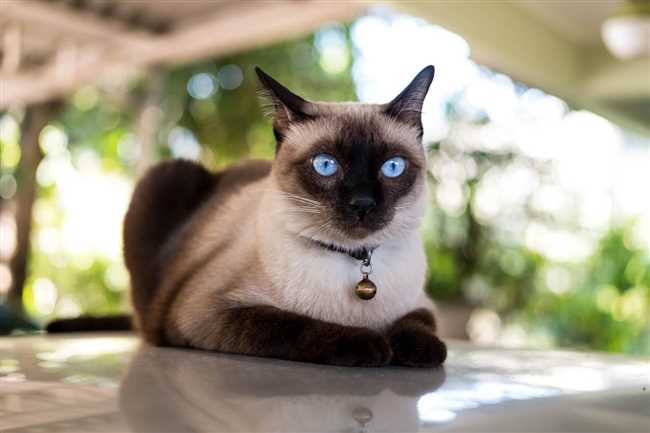 История происхождения тайской кошки