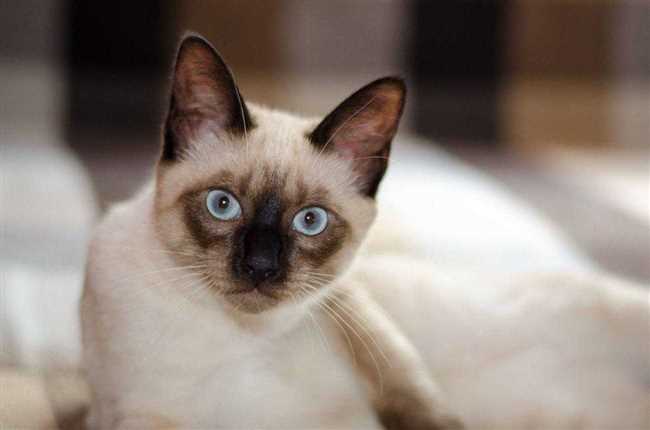 Тайская кошка: родословная и породистость