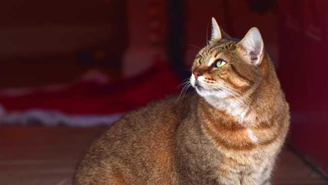 Порода Бирманская: добродушные и ласковые кошки