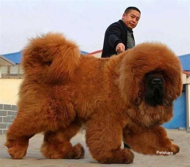 Самая тяжелая порода собак