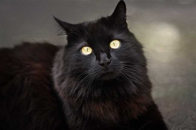 Популярные породы черных кошек с желтыми глазами