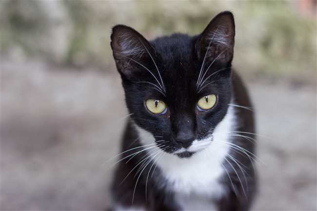 Миф 2: Черные кошки привлекают беду