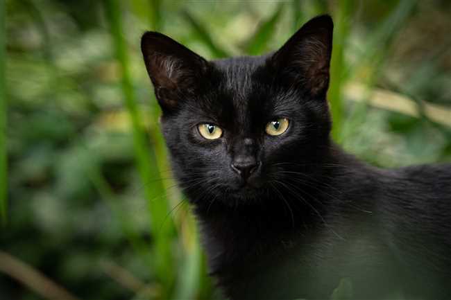 Какая порода у черных кошек с желтыми глазами?