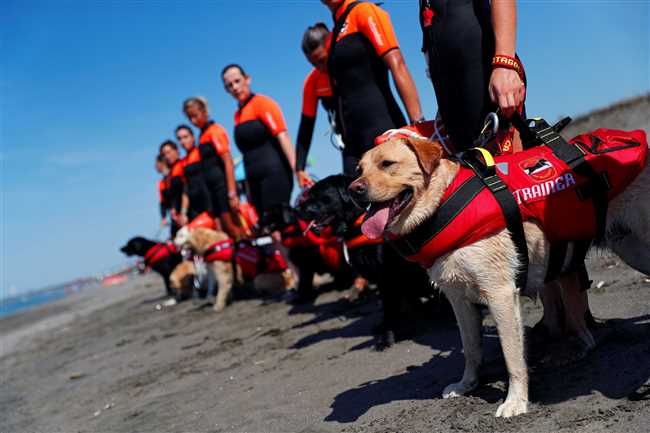 Навыки спасательных собак