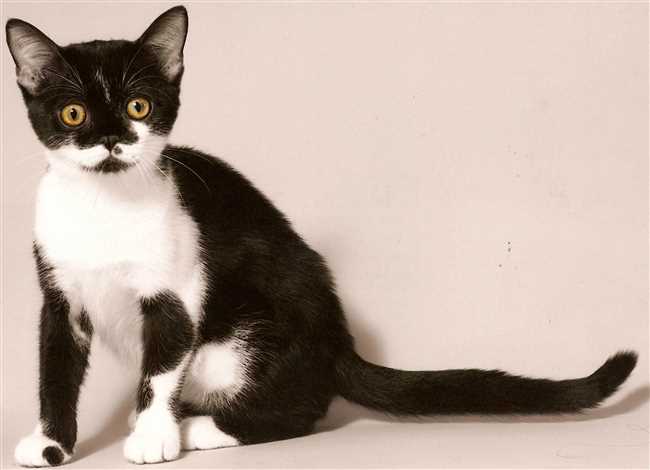 Какие бывают породы кошек черно-белые?