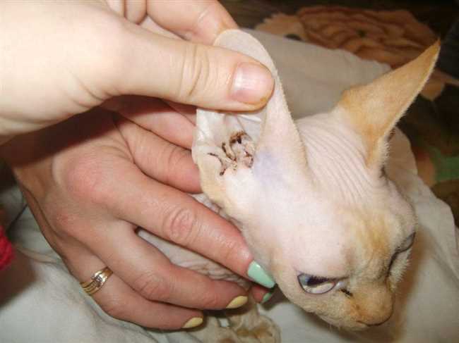 Какие болезни могут быть у котенка в ушах?